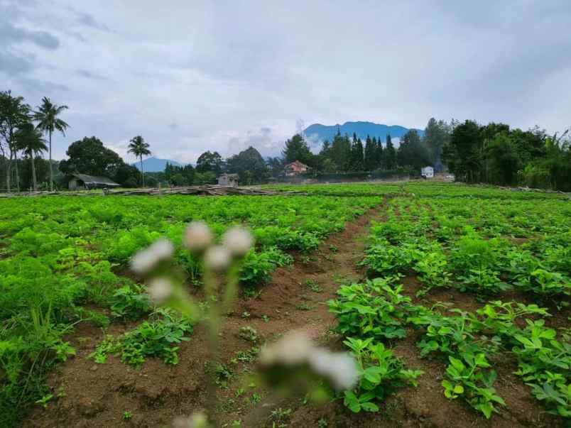 tanah desa sukamanah megamendung