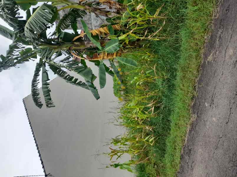 tanah kavling di tengah pemukiman