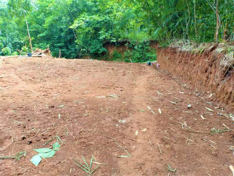 tanah kebun jati dekat sungai kerjo karanganyar