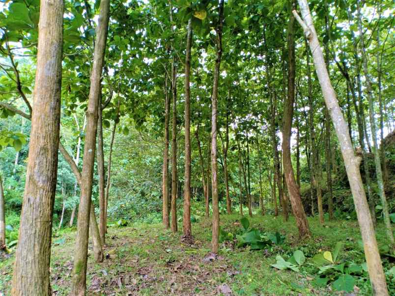 tanah kebun jati dekat sungai kerjo karanganyar