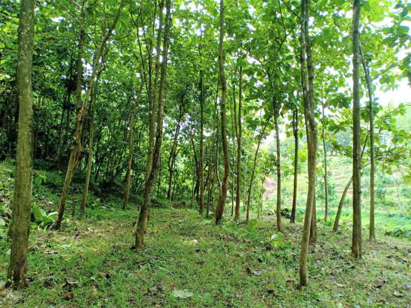 tanah kebun jati dekat sungai kerjo karanganyar