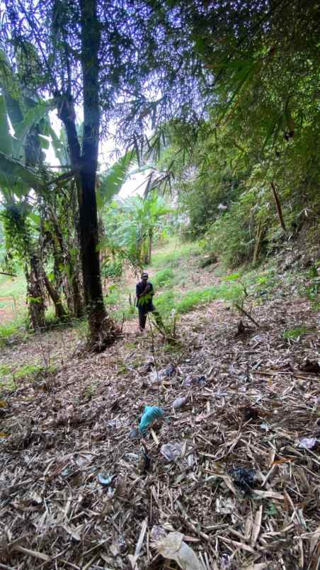 tanah murah 300 ribuan di cibaligo ngamprah
