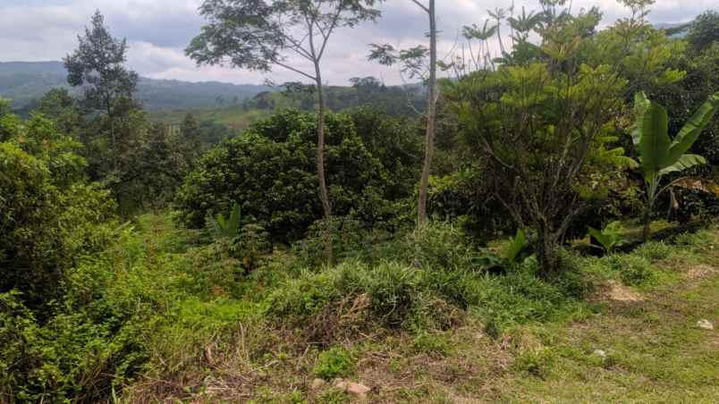 tanah murah lokasi ciherang sukamakmur