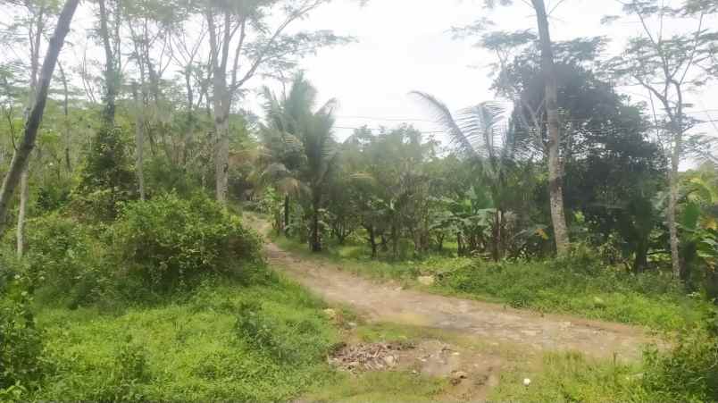 tanah murah lokasi ciherang sukamakmur