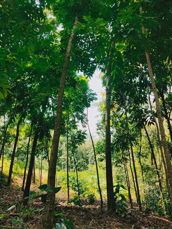 tanah selatan kantor pertanian