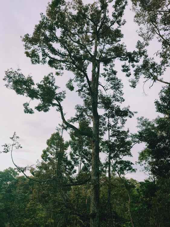 tanah sentra kebun durian