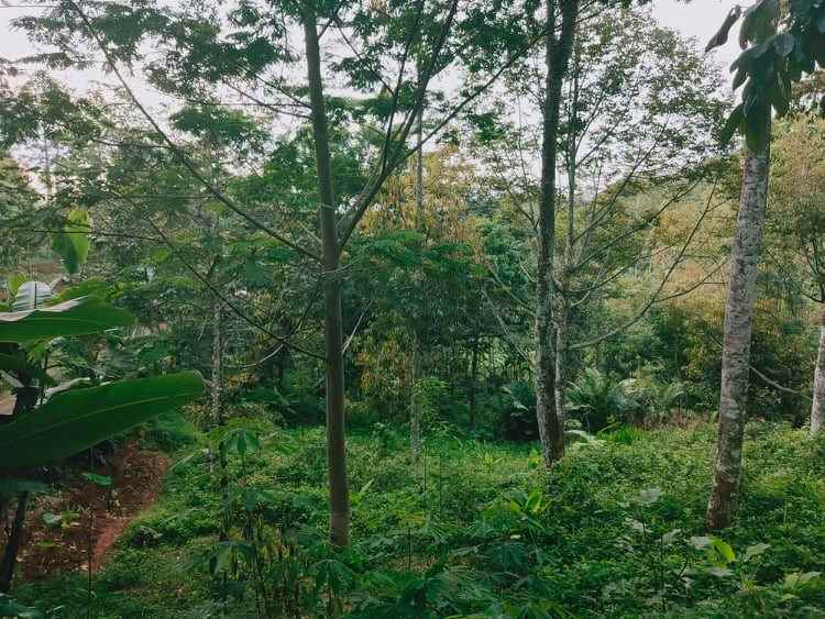 tanah sentra kebun durian