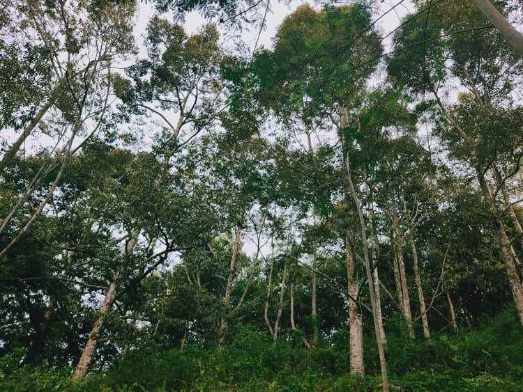 tanah sentra kebun durian