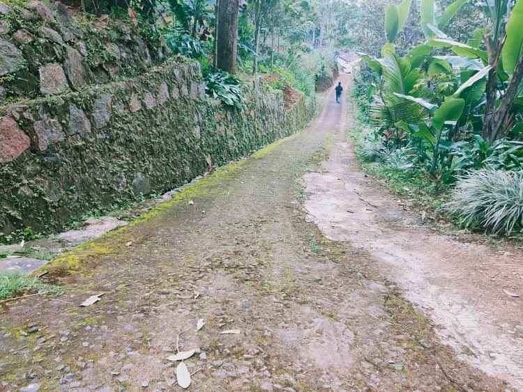 tanah sentra kebun durian