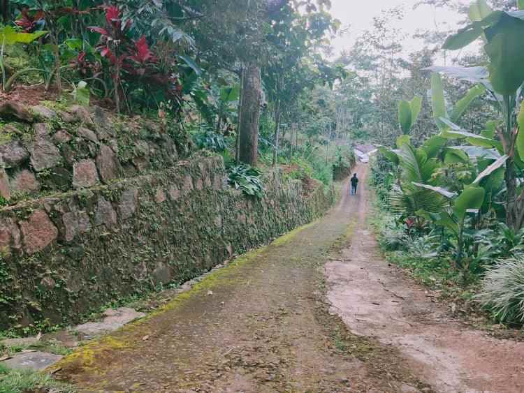 tanah sentra kebun durian