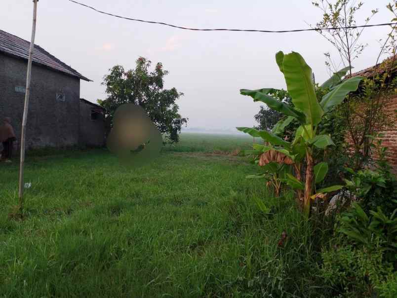 tanah view sawah murah di kasemen kota serang