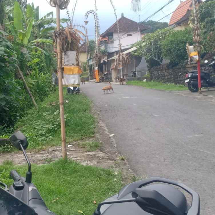 dijual 2 are jl kaba kaba kediri tabanan