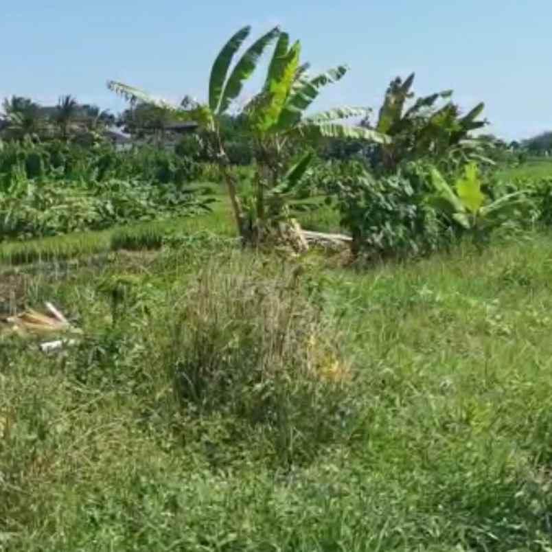 dijual 2 are jl kaba kaba kediri tabanan