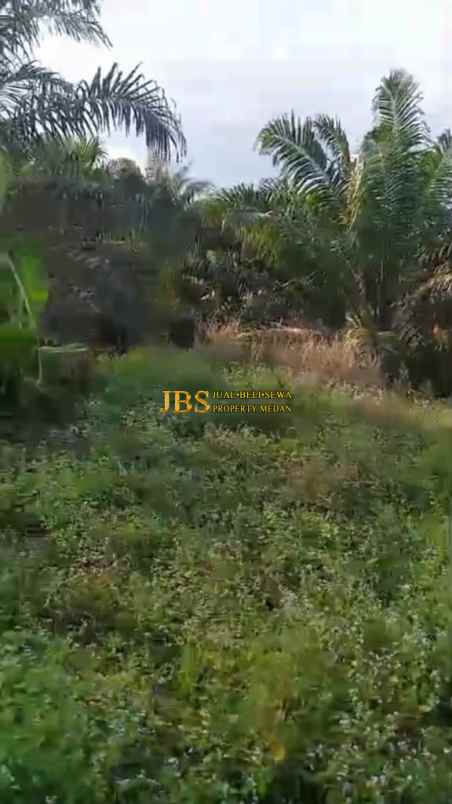 dijual kebun sawit daerah gohor lama langkat