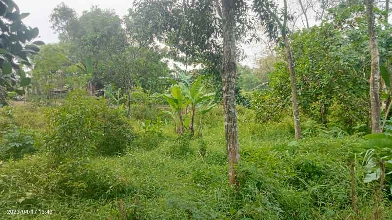 dijual tanah 7000 m2 setu kab bekasi