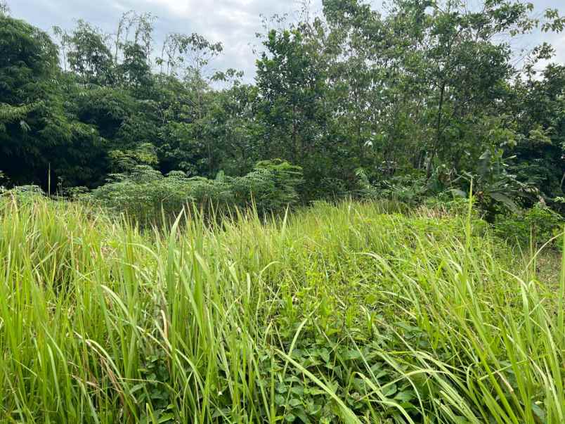 dijual tanah ajb luas 211 di parung panjang bogor