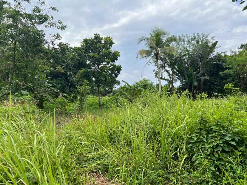 dijual tanah ajb luas 211 di parung panjang bogor