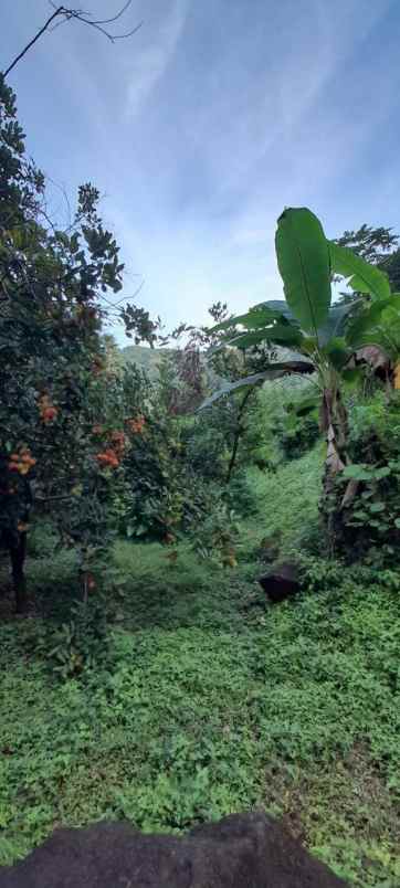 dijual tanah banjar dinas suci