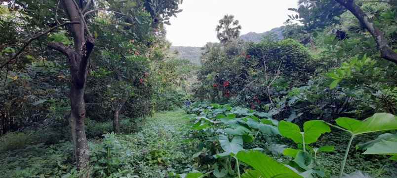 dijual tanah banjar dinas suci