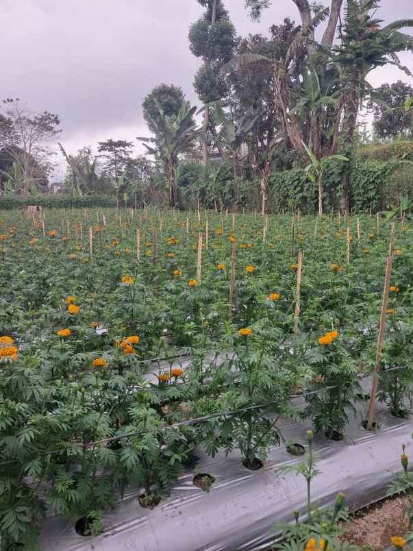 dijual tanah baturiti