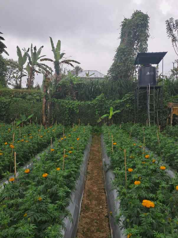 dijual tanah baturiti