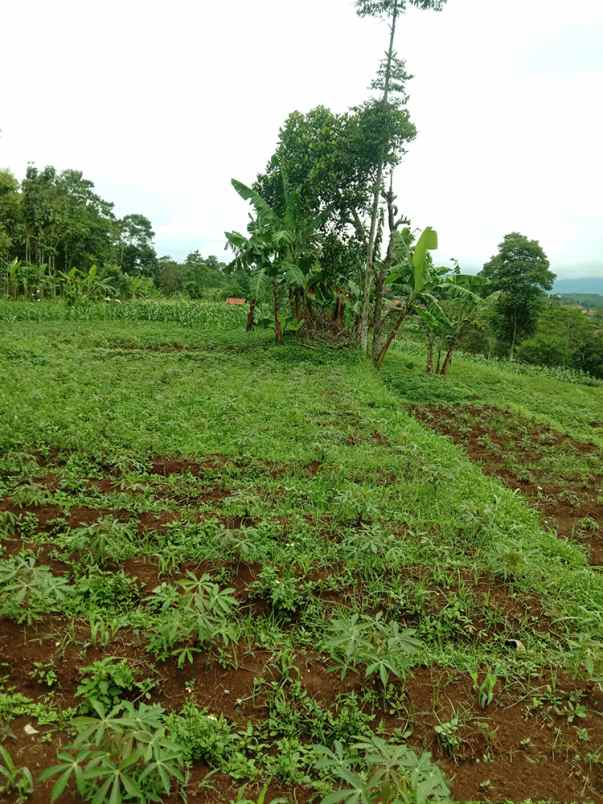 dijual tanah cikubang tanjungsari