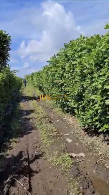 dijual tanah desa persadanta dsn ujung