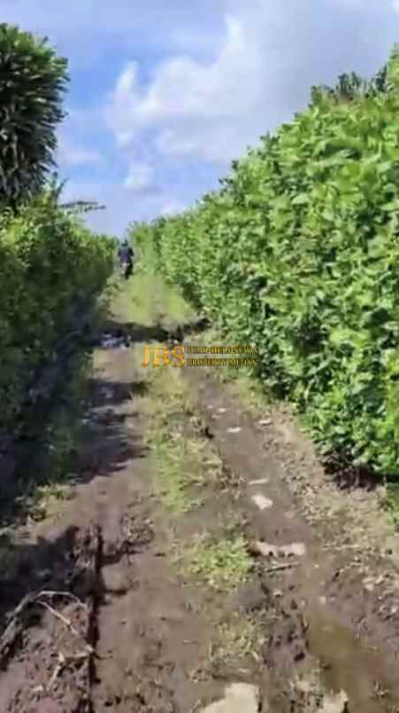 dijual tanah desa persadanta dsn ujung