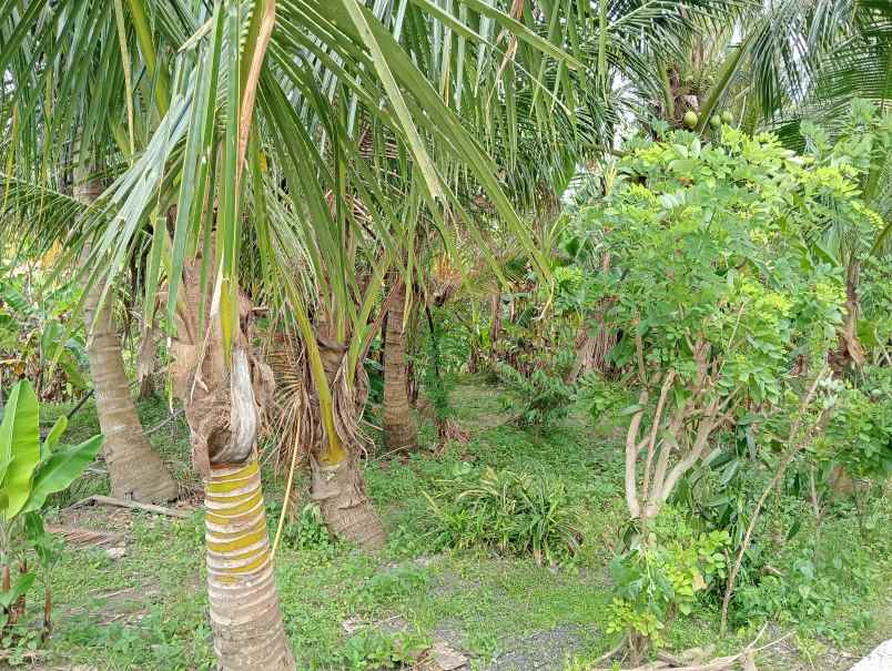 dijual tanah kerambitan tabanan bali