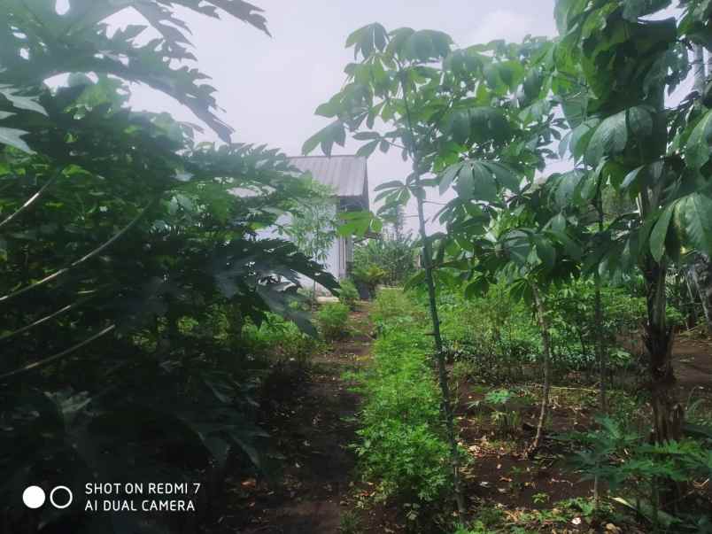 dijual tanah randukurung hilir desa