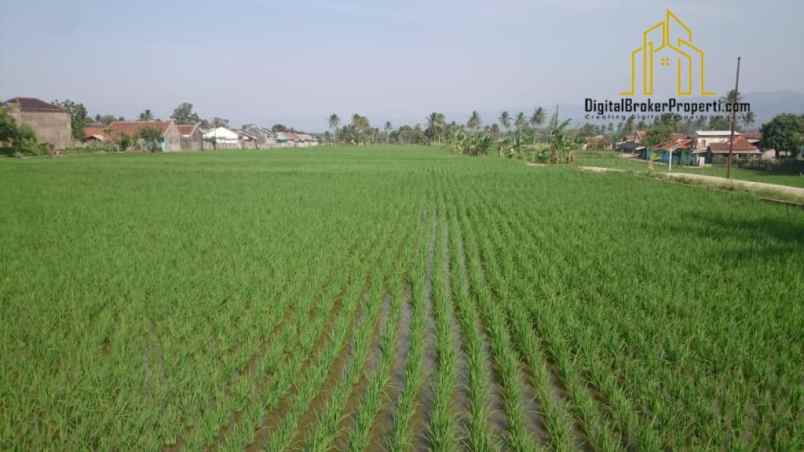 dijual tanah sawah di sukamanah cianjur