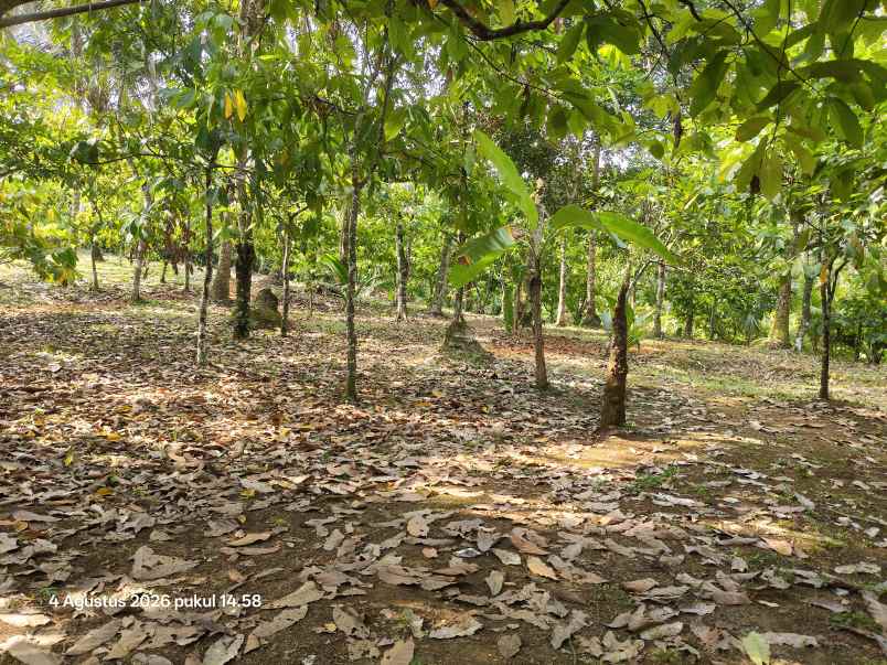 dijual tanah selemadeg tabanan bali