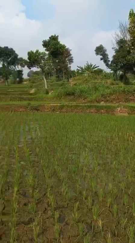 dijual tanah sumber kembar pacet mojokerto