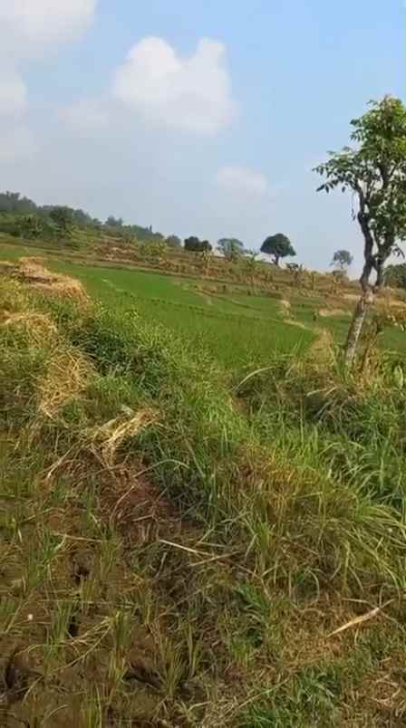 dijual tanah sumber kembar pacet mojokerto