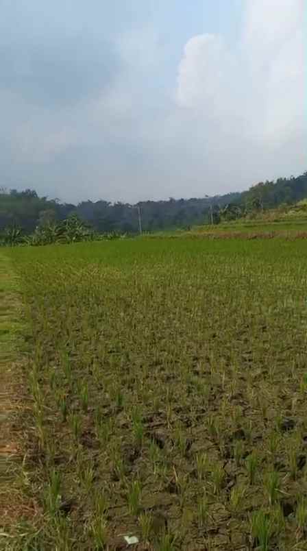 dijual tanah sumber kembar pacet mojokerto