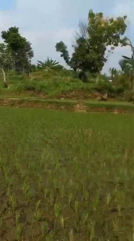 dijual tanah sumber kembar pacet mojokerto