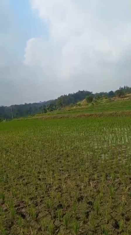 dijual tanah sumber kembar pacet mojokerto