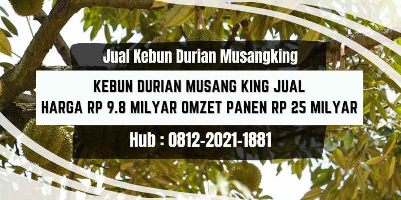 jual kebun duriang musangking murah di bogor