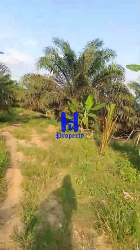 jual kebun sawit daerah gohor lama kec wampu langkat