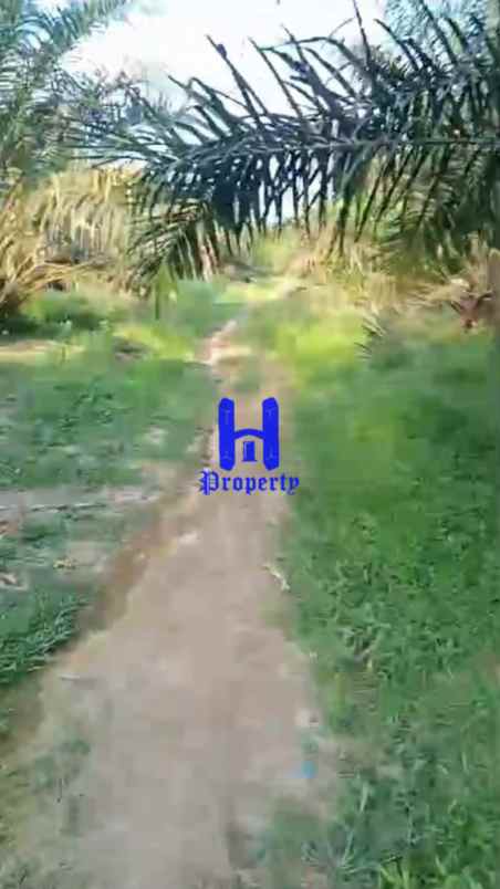 jual kebun sawit daerah gohor lama kec wampu langkat