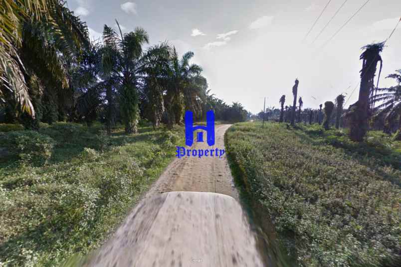 jual kebun sawit daerah gohor lama kec wampu langkat