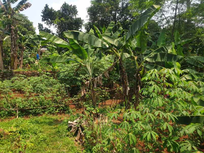 jual tanah atau kebun murah