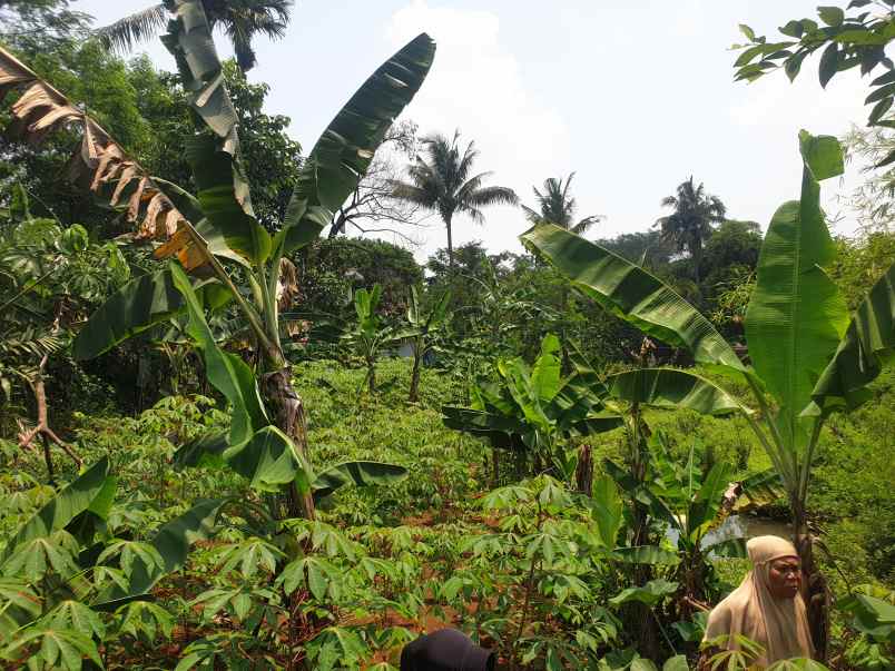 jual tanah atau kebun murah