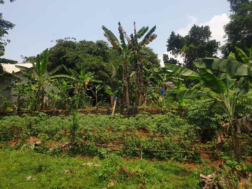 jual tanah atau kebun murah