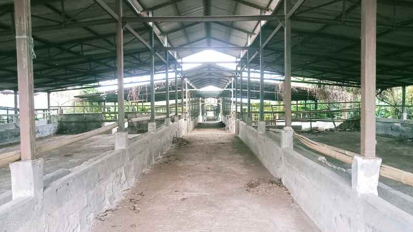 kandang sapi 20 hektar cariu kab bogor