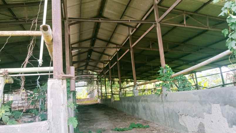 kandang sapi 20 hektar cariu kab bogor