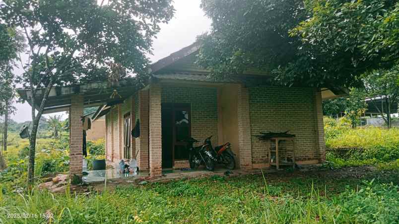 kandang sapi 20 hektar cariu kab bogor