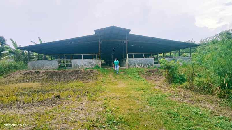 kandang sapi 20 hektar cariu kab bogor