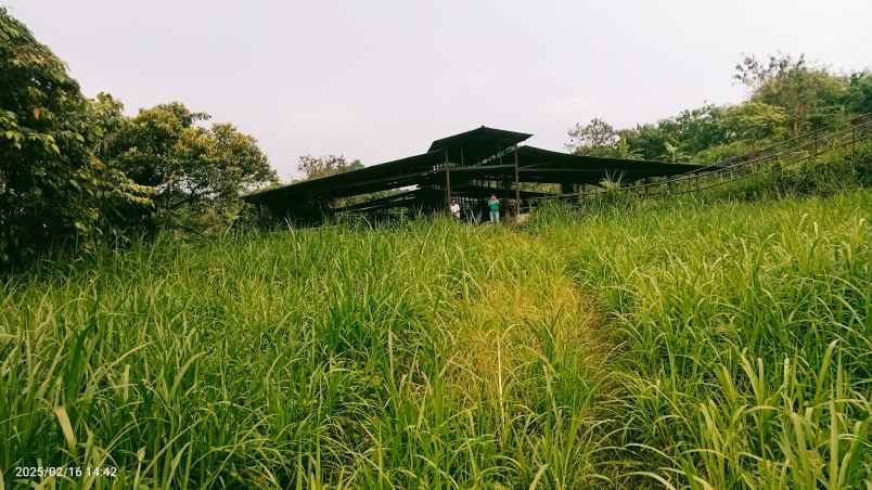 kandang sapi 20 hektar cariu kab bogor