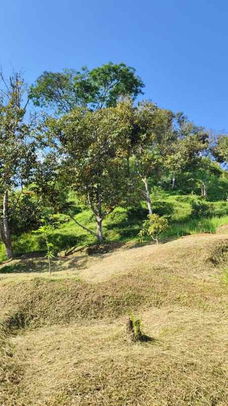 kebun alpukat miki rp 150 rb m di bogor